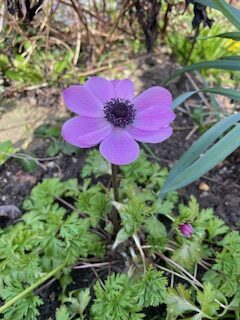 Monthly Gardening Tips for May